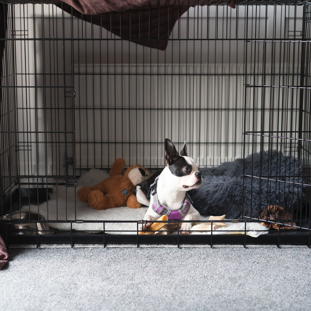 4Paws Foldable Pet Crate | 30" Metal Cage | Portable and Black