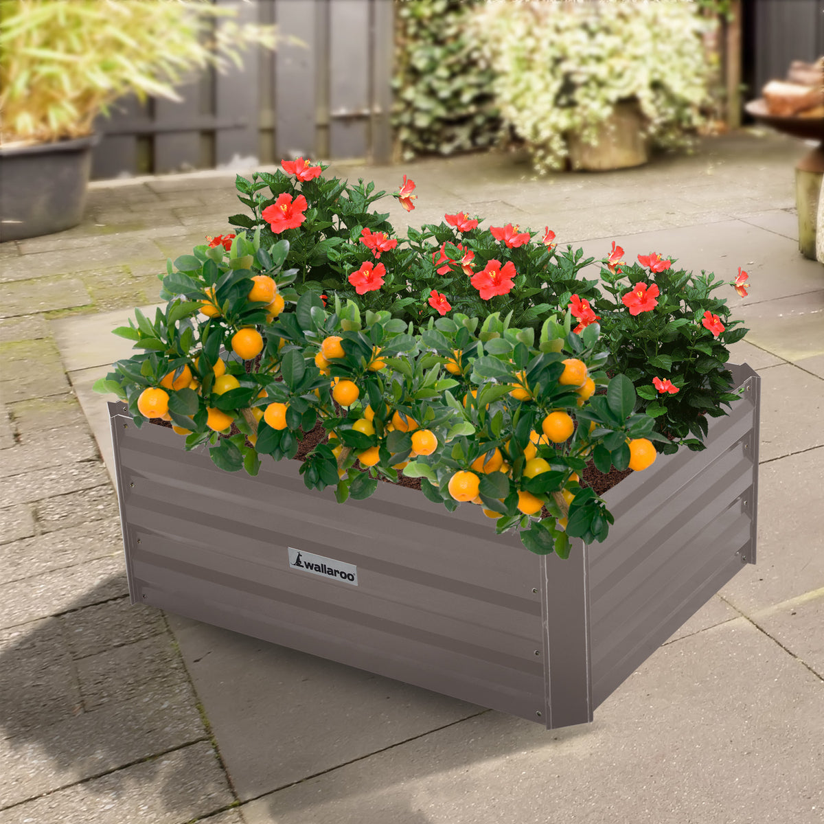 Wallaroo Garden Bed | Dimensions: 80 x 60 x 30cm | Made of Galvanized Steel | Color: Grey