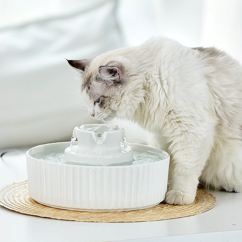 Electric Pet Water Fountain | Ceramic | Bowl Dispenser