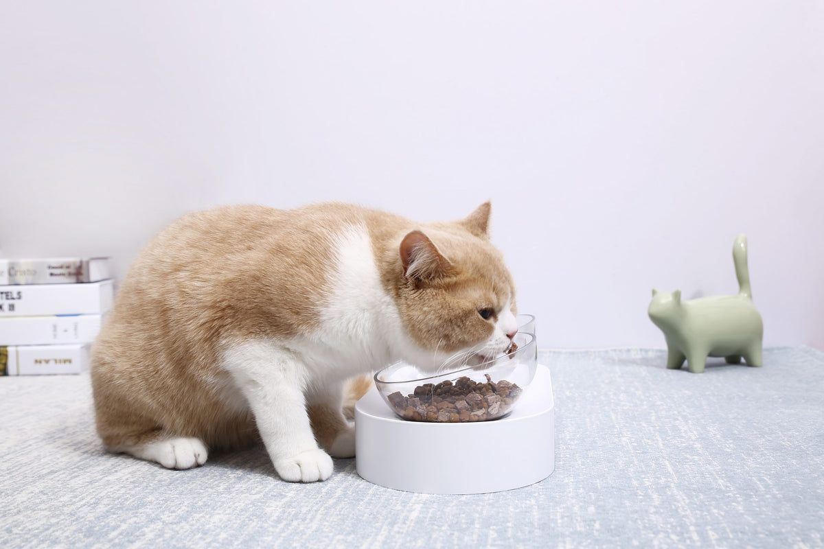 Fresh Nano-15 Adjustable Cat Feeding Bowl - Single