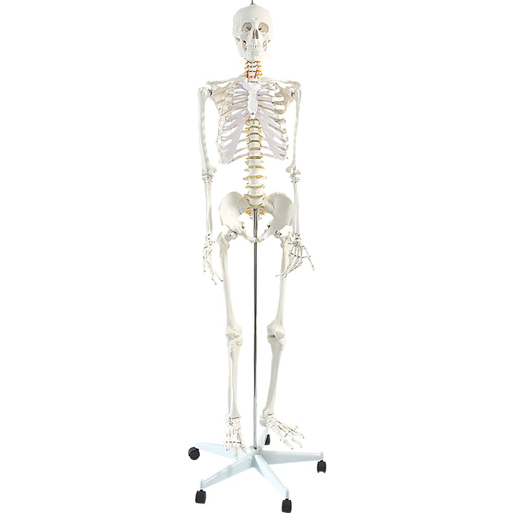 Human Skeleton Anatomical Model 180cm