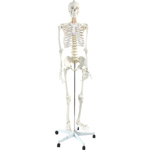 Human Skeleton Anatomical Model 180cm