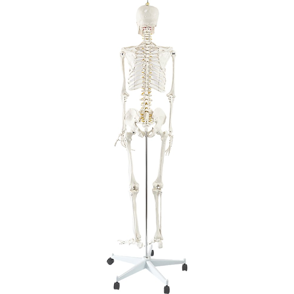 Human Skeleton Anatomical Model 180cm