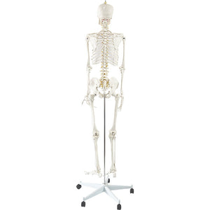 Human Skeleton Anatomical Model 180cm