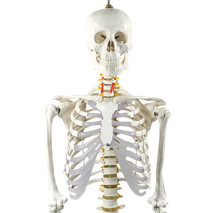 Human Skeleton Anatomical Model 180cm
