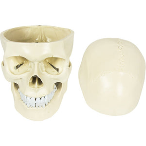 Life Size Anatomical Deluxe Human Skull Model Medical Skeleton Anatomy Replica