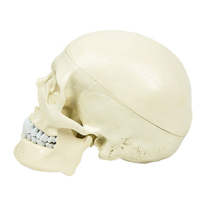 Life Size Anatomical Deluxe Human Skull Model Medical Skeleton Anatomy Replica