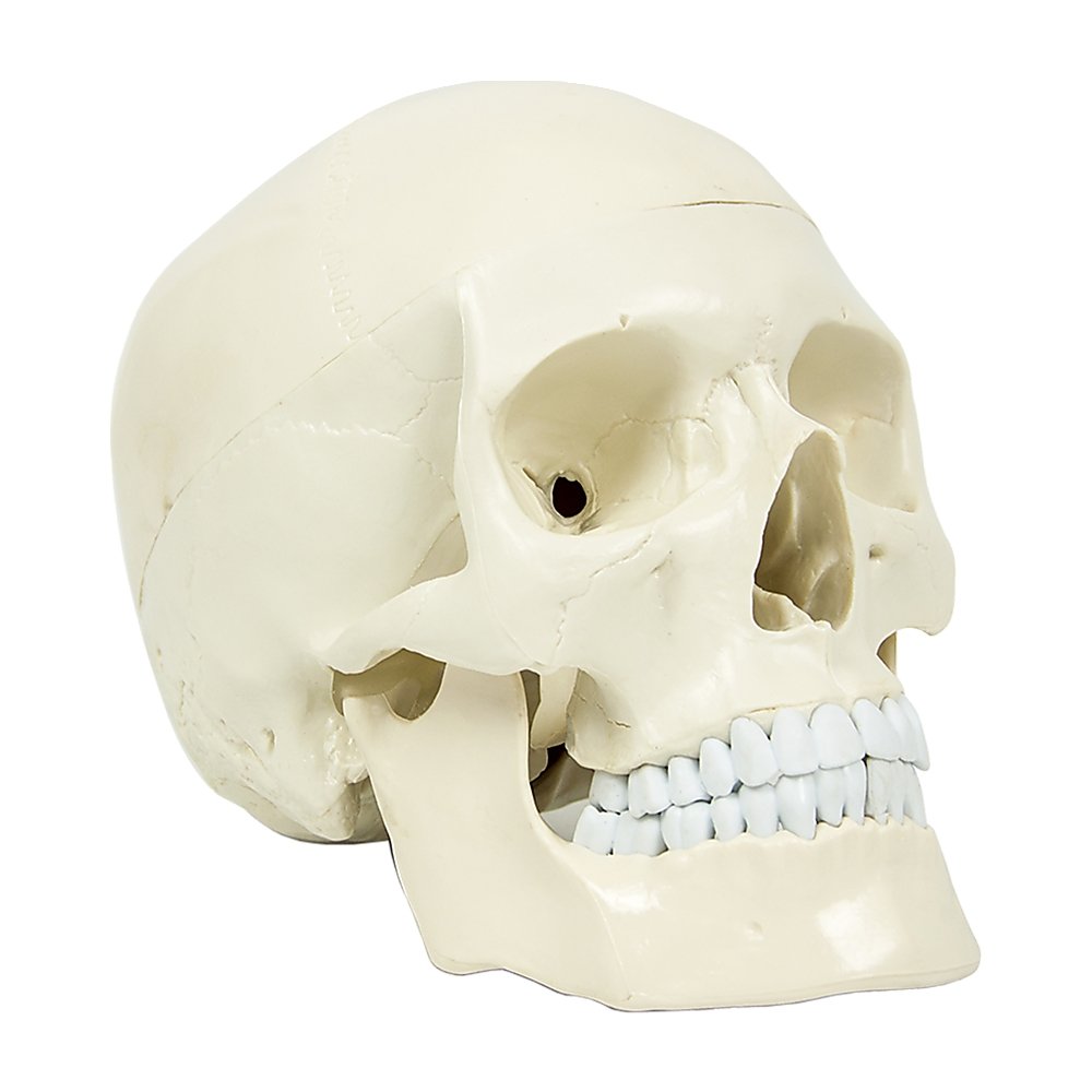 Life Size Anatomical Deluxe Human Skull Model Medical Skeleton Anatomy Replica