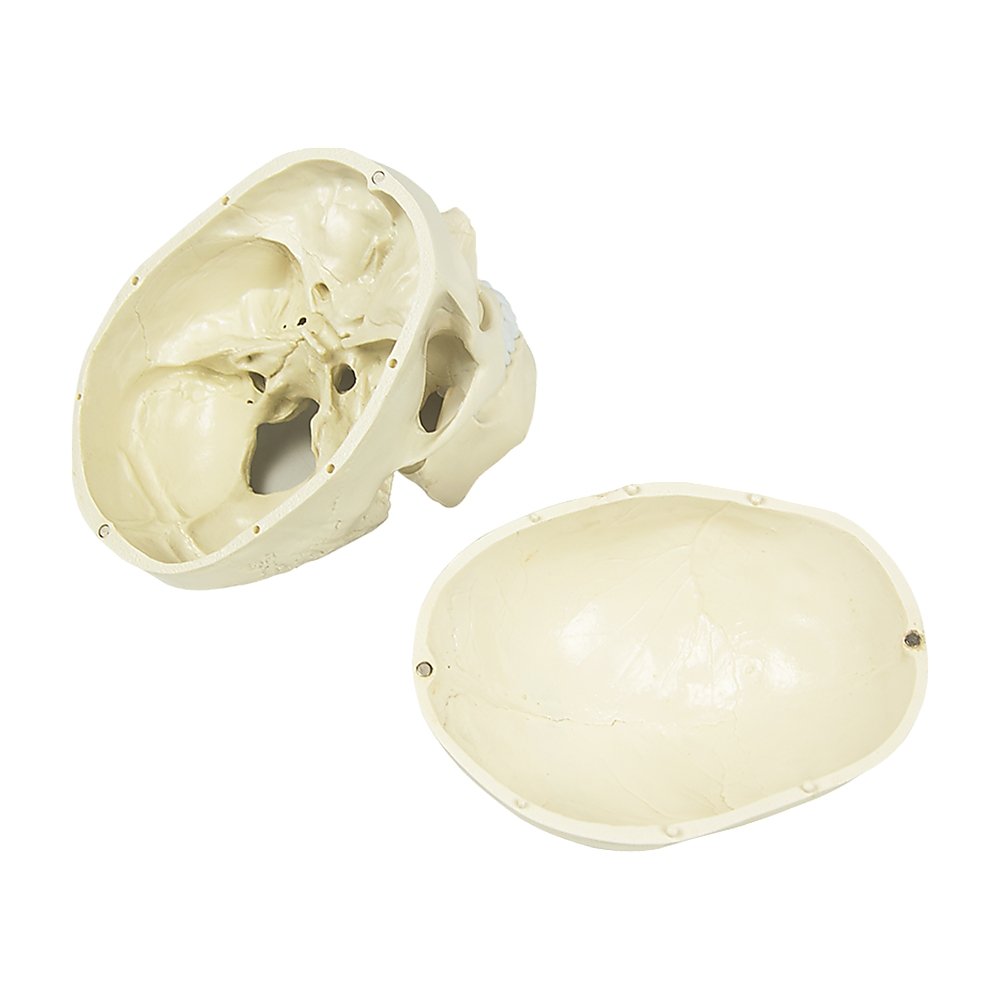 Life Size Anatomical Deluxe Human Skull Model Medical Skeleton Anatomy Replica