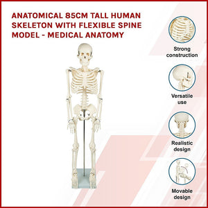 Anatomical 85cm Tall Human Skeleton with Flexible Spine Model - Medical Anatomy
