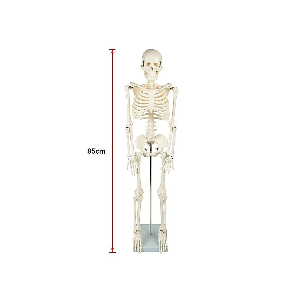 Anatomical 85cm Tall Human Skeleton with Flexible Spine Model - Medical Anatomy
