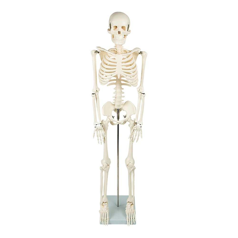 Anatomical 85cm Tall Human Skeleton with Flexible Spine Model - Medical Anatomy