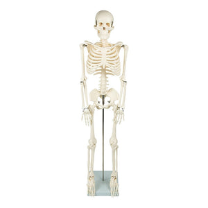 Anatomical 85cm Tall Human Skeleton with Flexible Spine Model - Medical Anatomy