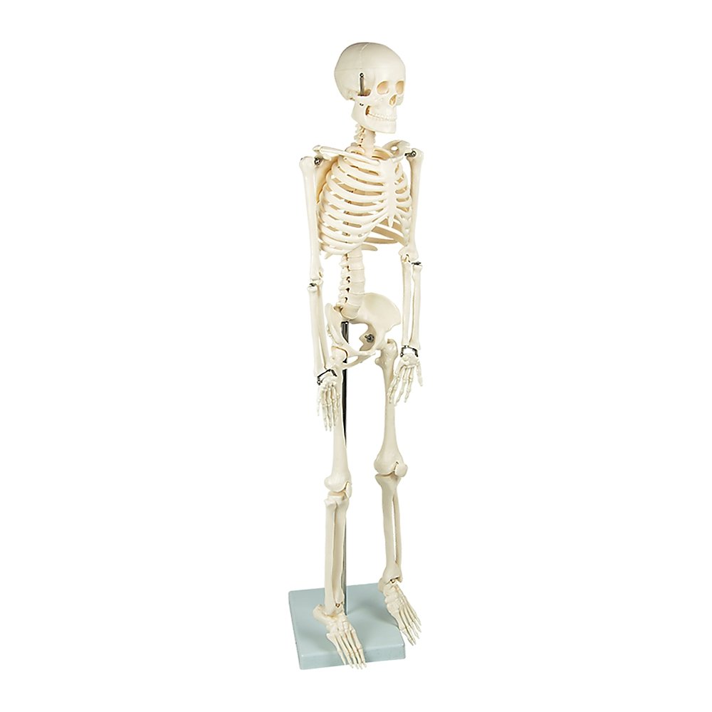 Anatomical 85cm Tall Human Skeleton with Flexible Spine Model - Medical Anatomy