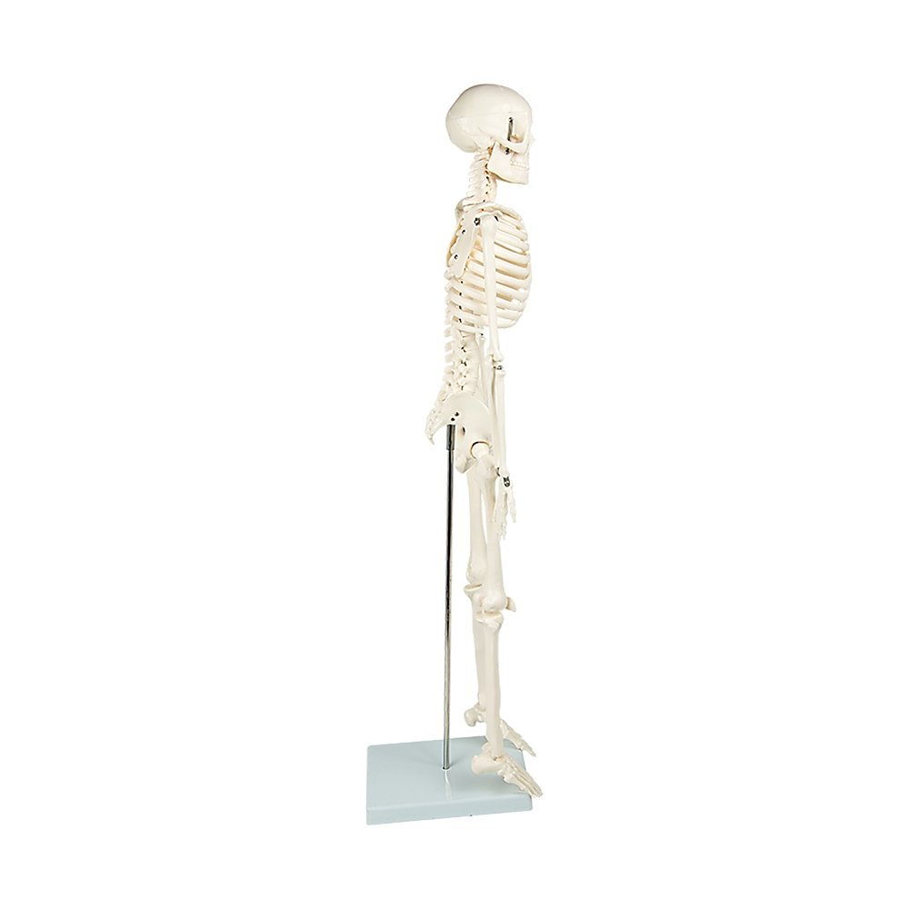 Anatomical 85cm Tall Human Skeleton with Flexible Spine Model - Medical Anatomy