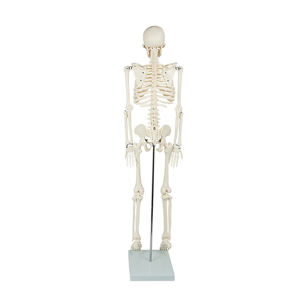 Anatomical 85cm Tall Human Skeleton with Flexible Spine Model - Medical Anatomy