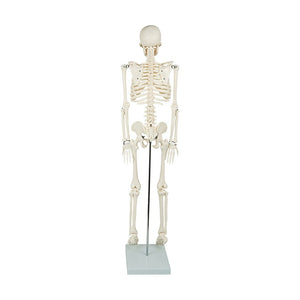 Anatomical 85cm Tall Human Skeleton with Flexible Spine Model - Medical Anatomy