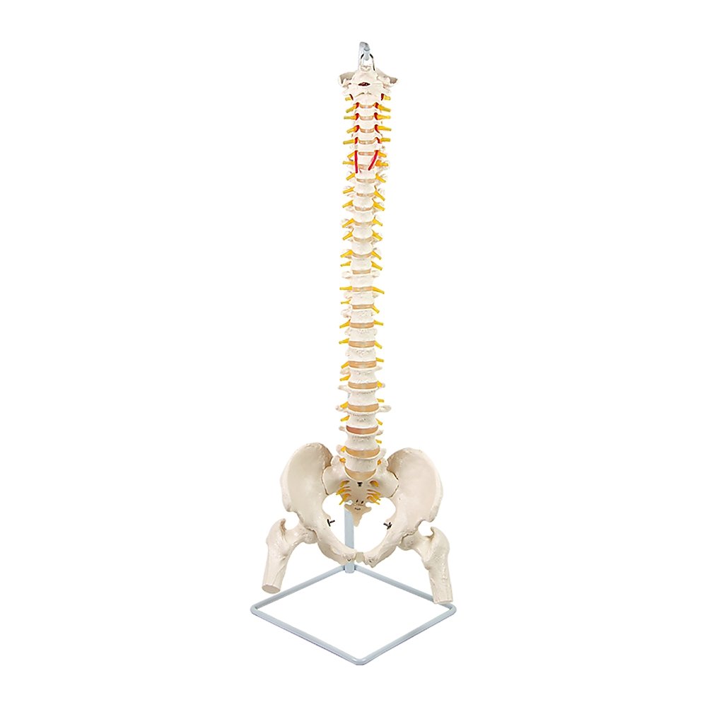 Life Size Flexible Vertebral Spine Pelvis & Femur Skeleton Model Anatomy Model
