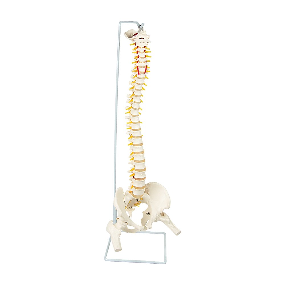 Life Size Flexible Vertebral Spine Pelvis & Femur Skeleton Model Anatomy Model