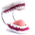 Dental Tooth Brushing Model | Teeth Care